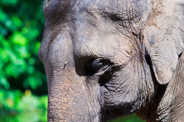 Asiatischer Elefant — Stockfoto