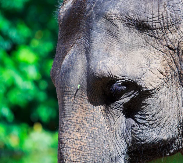 亚洲大象 — 图库照片