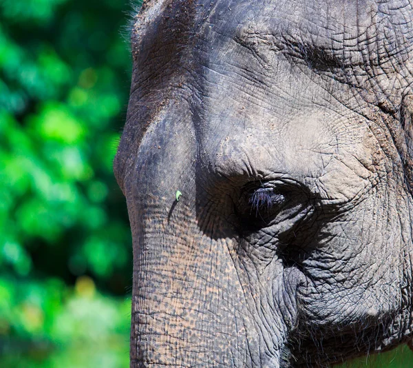 Elefante asiático — Foto de Stock