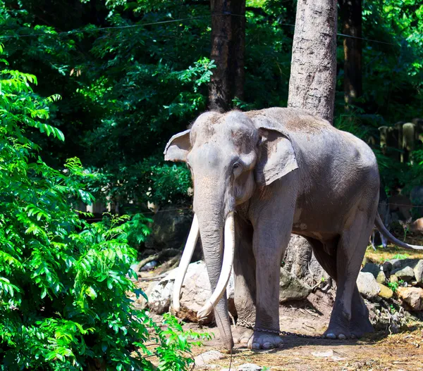 Azië olifant — Stockfoto