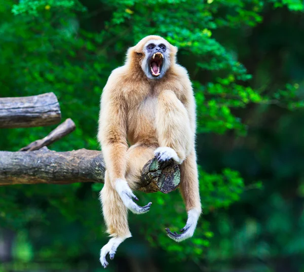 长臂猿 — 图库照片