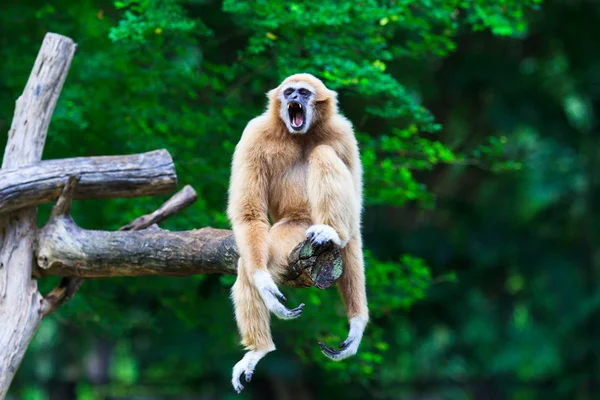 Gibbon... — Fotografia de Stock