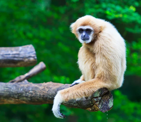 Gibbon — Stock fotografie