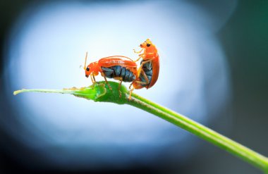 Altın kaplumbağa böceği