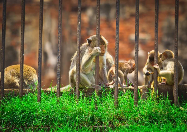 Monkeys inside cage — Stock Photo, Image