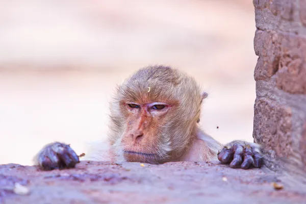 Monkeys are curious — Stock Photo, Image