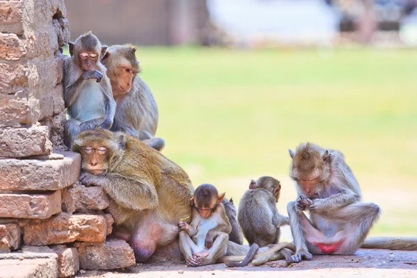 猴子很好奇 — 图库照片