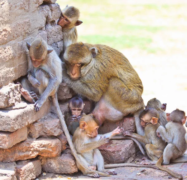 Monkeys are curious — Stock Photo, Image