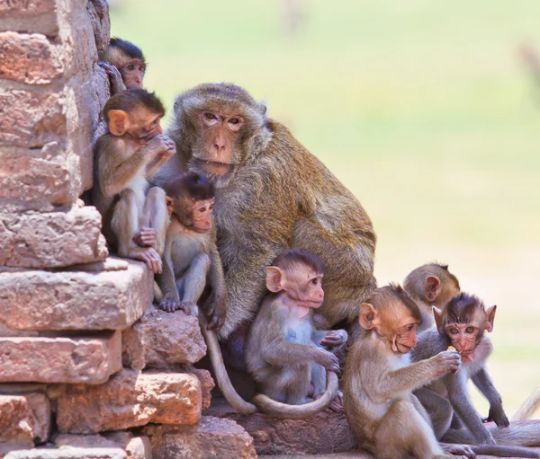 猴子很好奇 — 图库照片