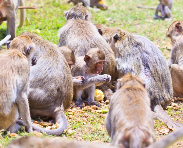 Monkeys are curious — Stock Photo, Image