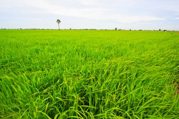 Câmp de orez verde — Fotografie, imagine de stoc