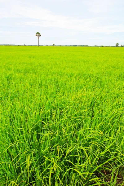 Campo de arroz verde — Fotografia de Stock