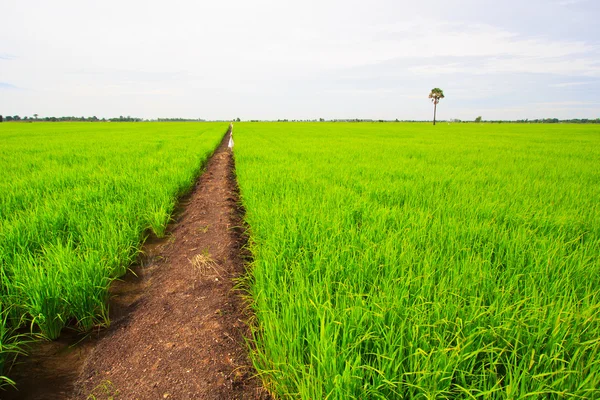 Campo de arroz verde — Fotografia de Stock