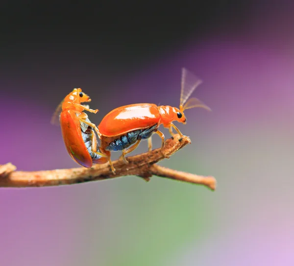 Golden Tortoise Beetle — Fotografie, imagine de stoc