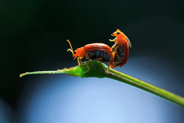 黄金のカメノコハムシ亜科 — ストック写真