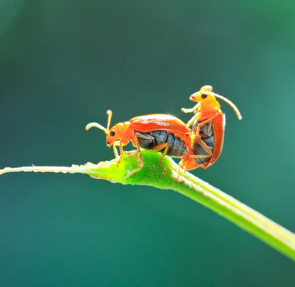 Scarabeo tartaruga dorata — Foto Stock