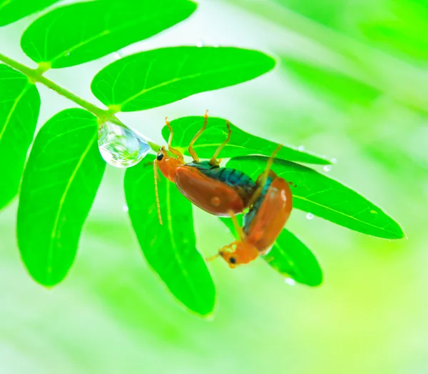 Altın kaplumbağa böceği — Stok fotoğraf