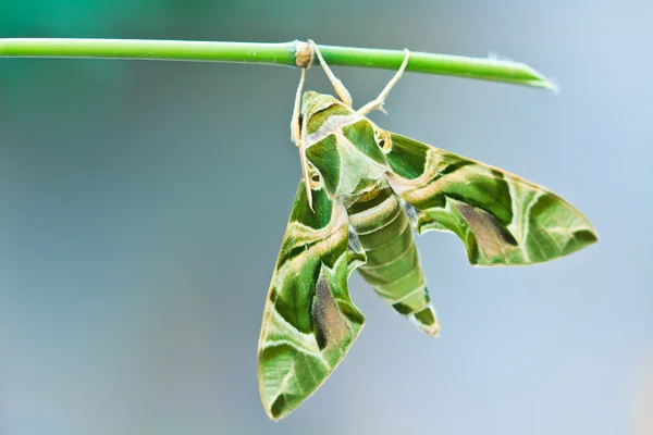 Moth-Guard Month — Stock Photo, Image