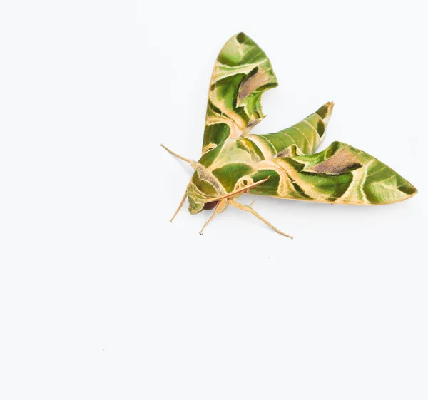 Moth-Guard Month — Stock Photo, Image