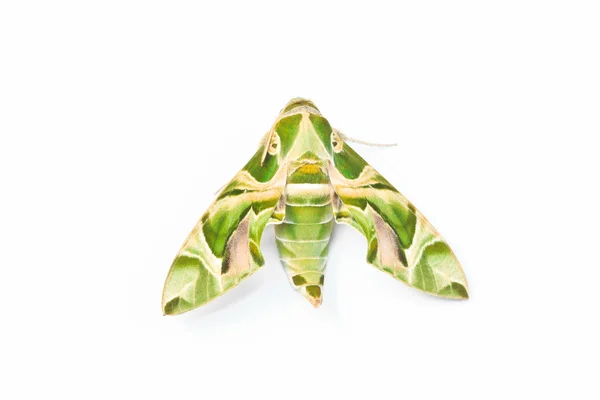 Moth-Guard Month — Stock Photo, Image