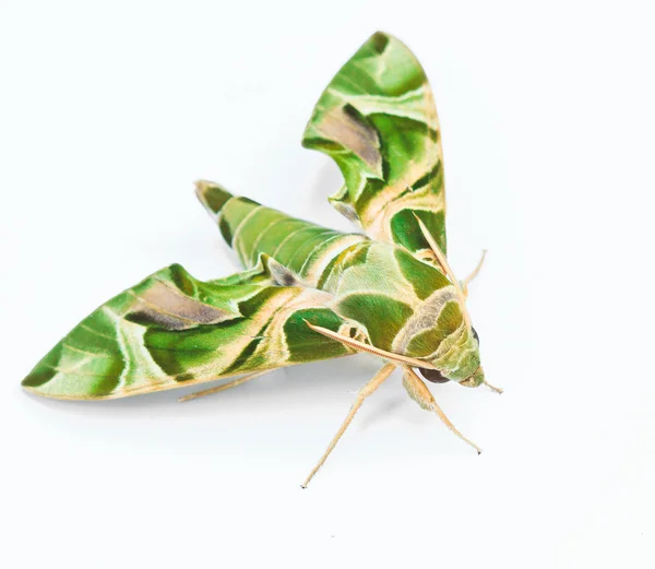 Moth-Guard Month — Stock Photo, Image