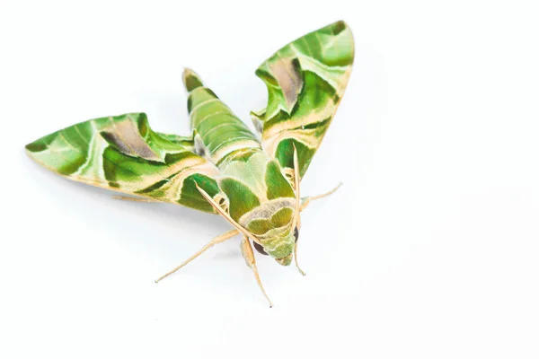 Moth-Guard Month — Stock Photo, Image