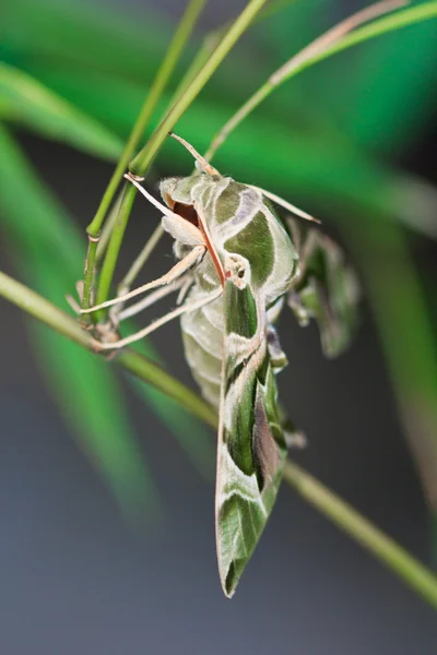 Moth-Guard Month — Stock Photo, Image