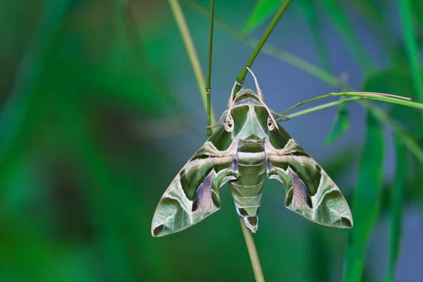 Moth-Guard Month — Stock Photo, Image