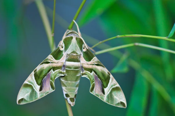 मॉथ-गार्ड महीना — स्टॉक फ़ोटो, इमेज