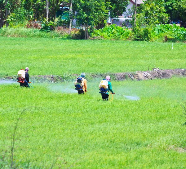 Farmer spray insecticide — Stock Photo, Image