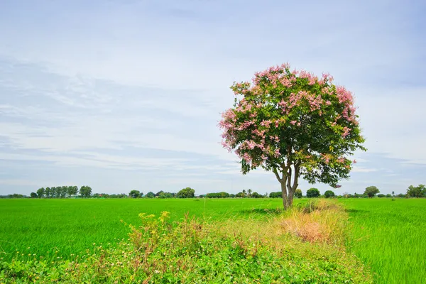 Zelený strom — Stock fotografie