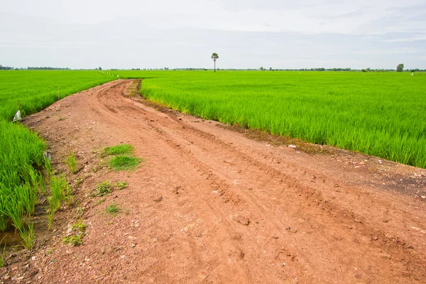 Landweg op rijst veld — Stockfoto