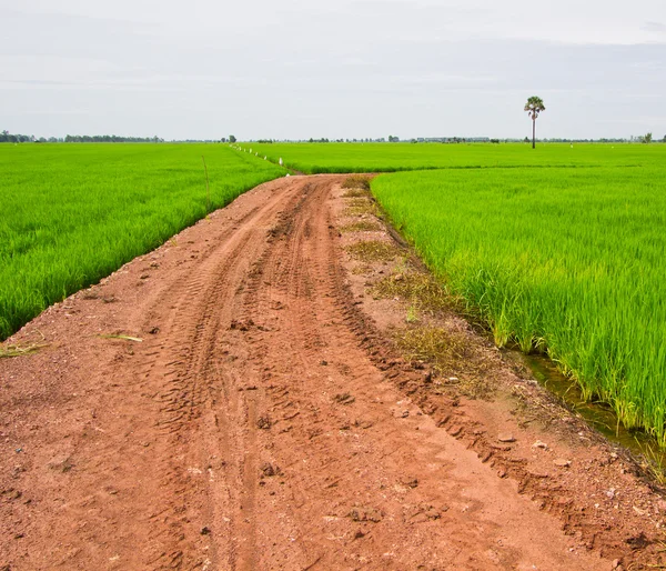 Landweg op rijst veld — Stockfoto