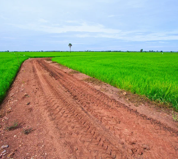Landweg op rijst veld — Stockfoto