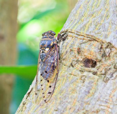 Cicada clipart