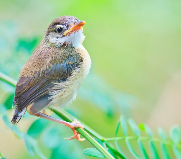 Pájaro pichón aprender a volar — Foto de Stock