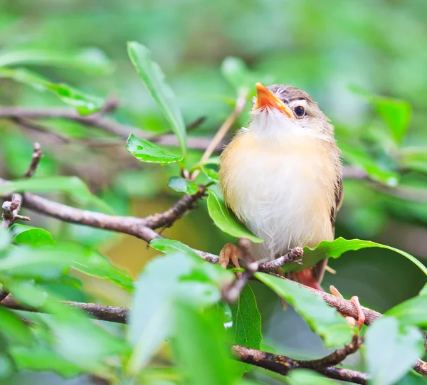 Bird squab learn to fly Stock Image Everypixel