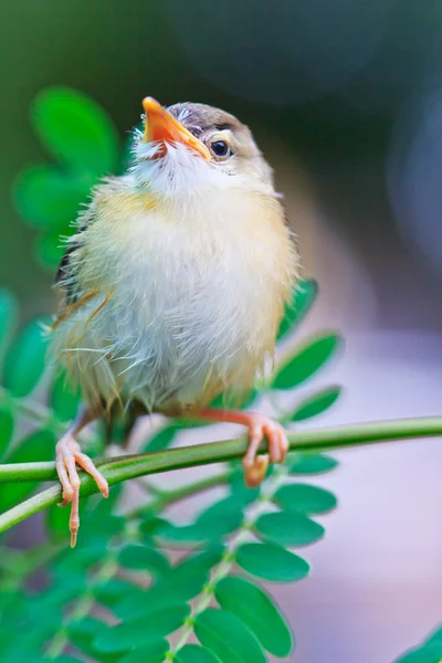 Bird squab aprender a voar — Fotografia de Stock