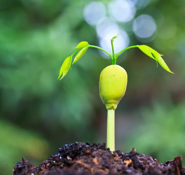 Young plant growing from seed — Stock Photo, Image