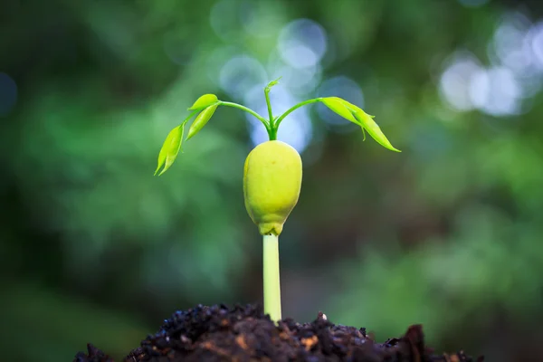 Jonge plant groeit uit zaad — Stockfoto