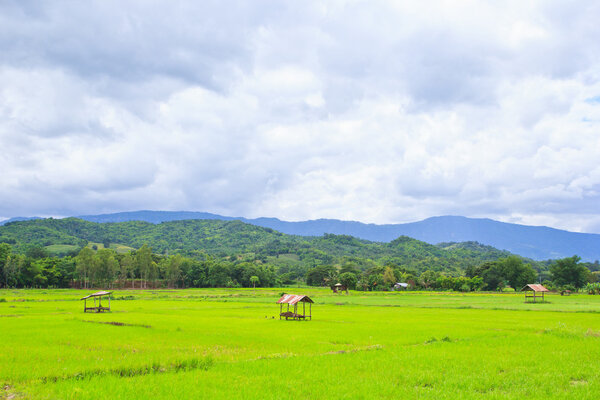 Rice field