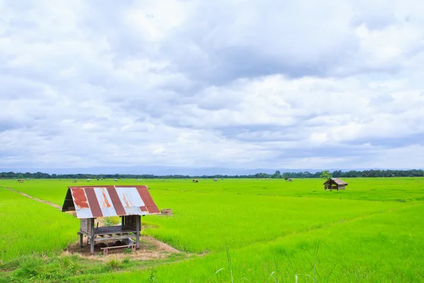 Campos de arroz — Fotografia de Stock