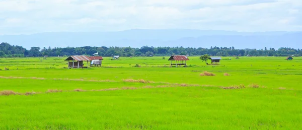 Campo de arroz — Foto de Stock