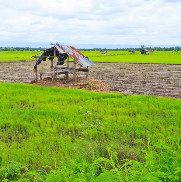 Campo de arroz — Foto de Stock