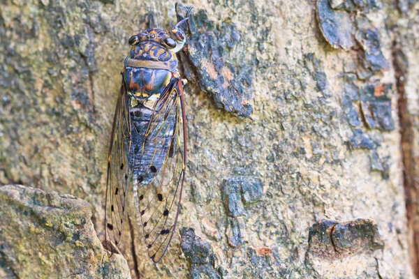 Cicada — Stock Photo, Image