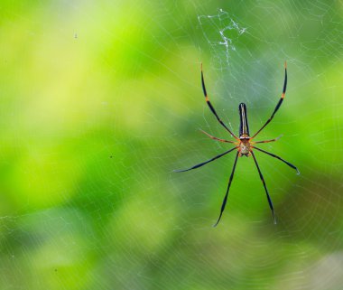 örümcek vahşi Asya