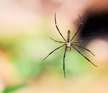 örümcek vahşi Asya