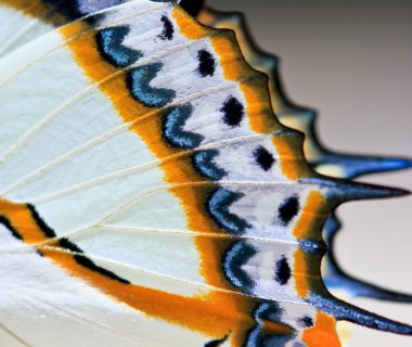 Kelebek kelebek kanatları