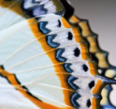 Kelebek kelebek kanatları