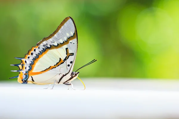 Mariposa. — Foto de Stock